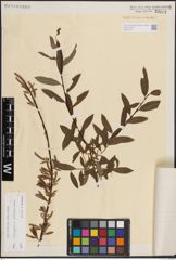 Foto von Salix eleagnos Scop. x Salix waldsteiniana Willd.